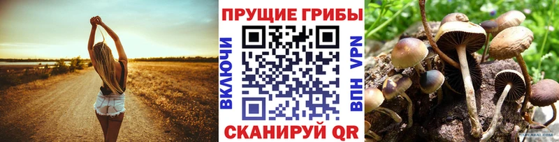 Псилоцибиновые грибы мицелий  Чайковский 
